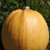 Melonnette (Courge)