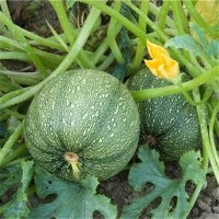 Ronnice (Courge)