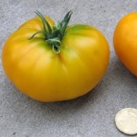Limony (Tomate)