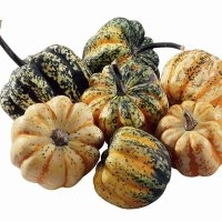 Caméléon (Courge)