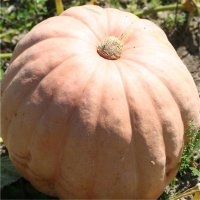 Gargantua atlantic giant (Courge)