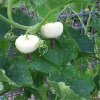 Baby boo (Courge)
