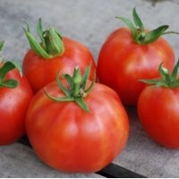 Pêche (Tomate)