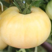 Beauté blanche (Tomate)