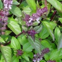 Basilic cannelle (Aromatique)