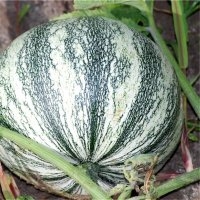 Pepita squash (Courge)