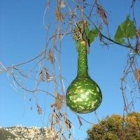 Amphore (Courge)