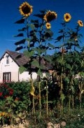 Tournesol à huile (Courgette)