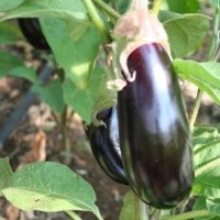 Barbantane (Aubergine)