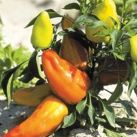 Décoratif (Piment)