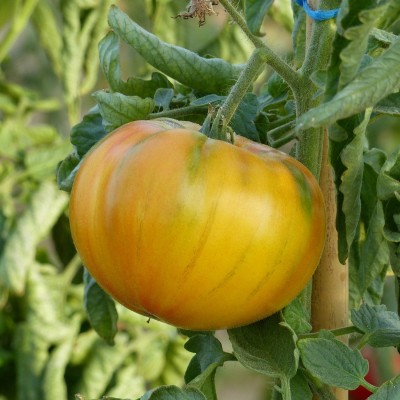 Ananas (Tomate)