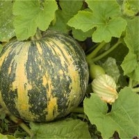 Lady godiva (Courge)