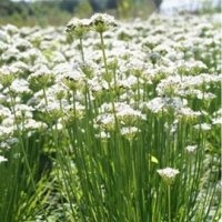 Ciboule chine (Aromatique)