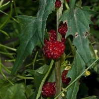 Fraise (Épinard)
