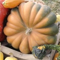 Muscade (Courge)