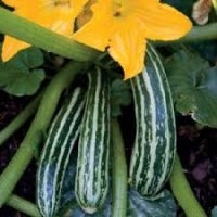 Courcouzelle (cocour) (Courge)