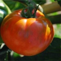 Royale des guineaux (Tomate)