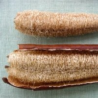 Éponge (luffa) (Courge)