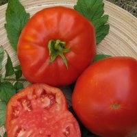 Délicieuse burpée (Tomate)