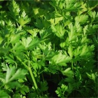 Persil géant d'italie (Aromatique)
