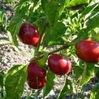 'boule' turquie (Piment)