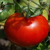 Merveille des marchés (Tomate)