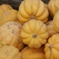 Table gold (Courge)