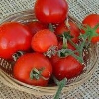 Budai torpe (Tomate)