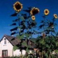 Tournesol géant (Courgette)