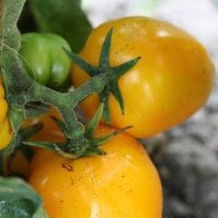 Jaune à farcir (Tomate)