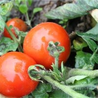Buissonante (Tomate)