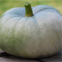 Bleu hongrie (Potiron)