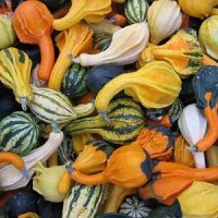 Coloquinte (Courge)