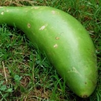 Massue longue (courgette grimpante) (Courge)