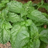 Basilic géant monstrueux mammouth (Aromatique)