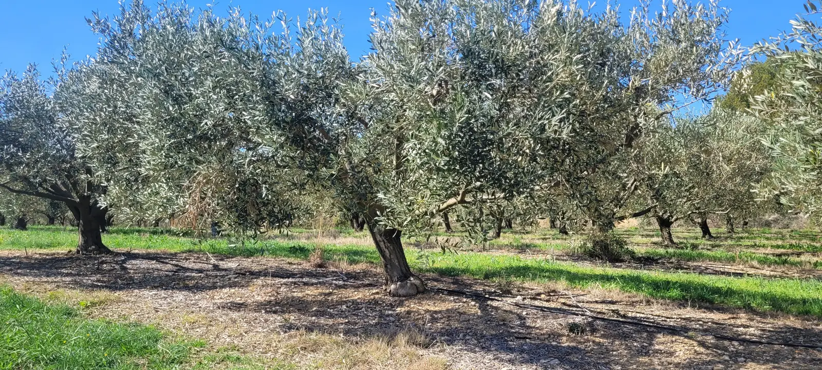 De Pézenas au parc de Bessilles - photo